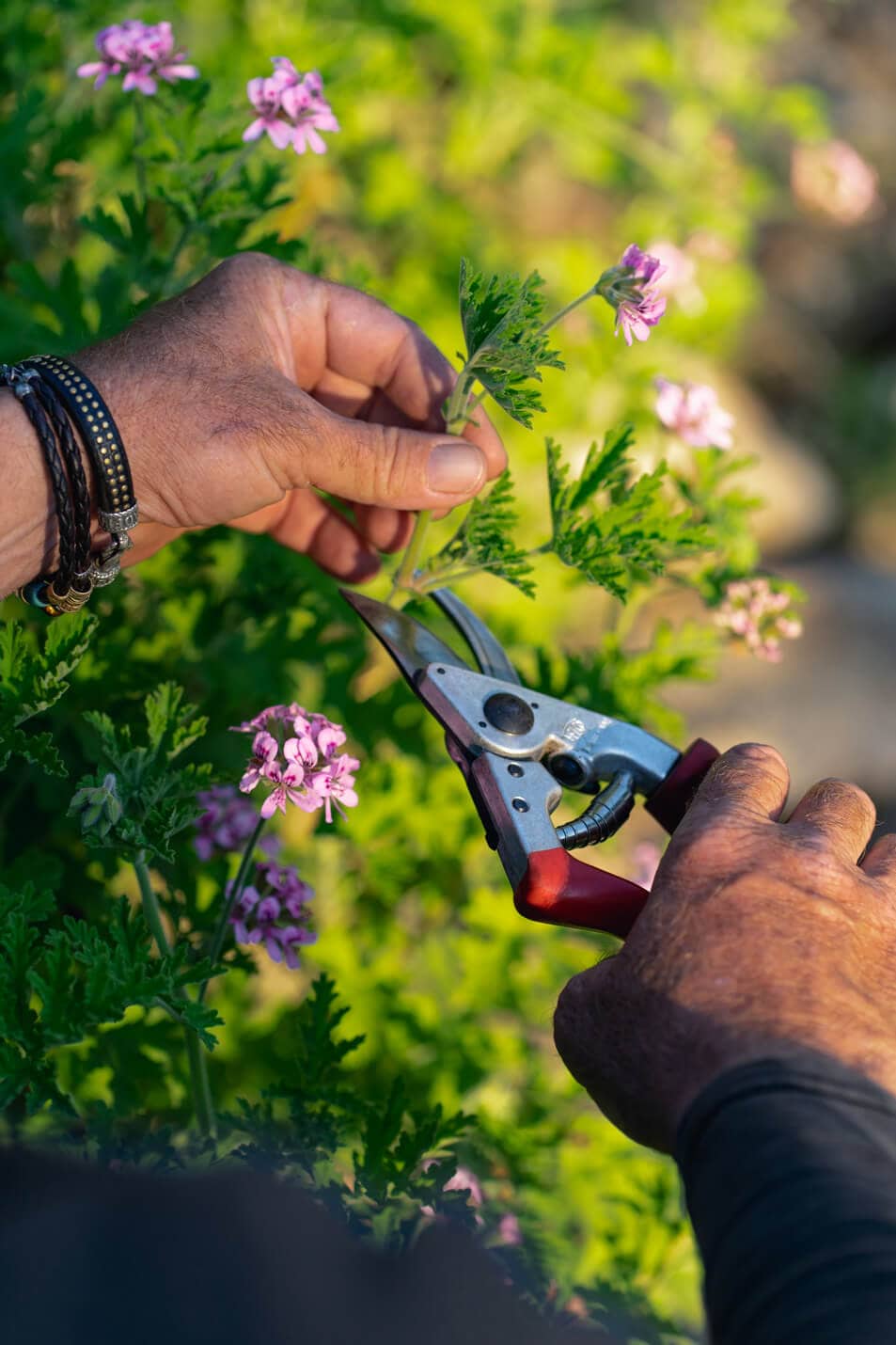 gardening_5_epmmallorca